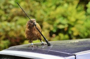 Kea's are known to peck at all things shiny!